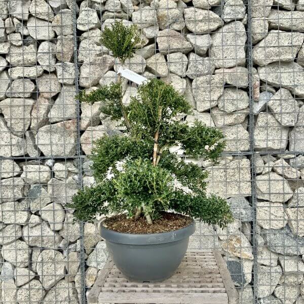 Ilex Crenata Kinme Cloud Tree H228 - B349DFEF C597 4D19 B39F 08D7106B853E scaled