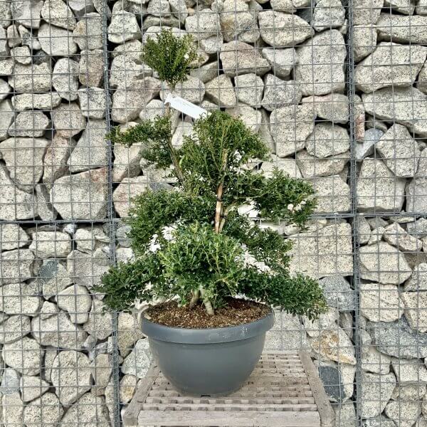 Ilex Crenata Kinme Cloud Tree H228 - B349DFEF C597 4D19 B39F 08D7106B853E scaled