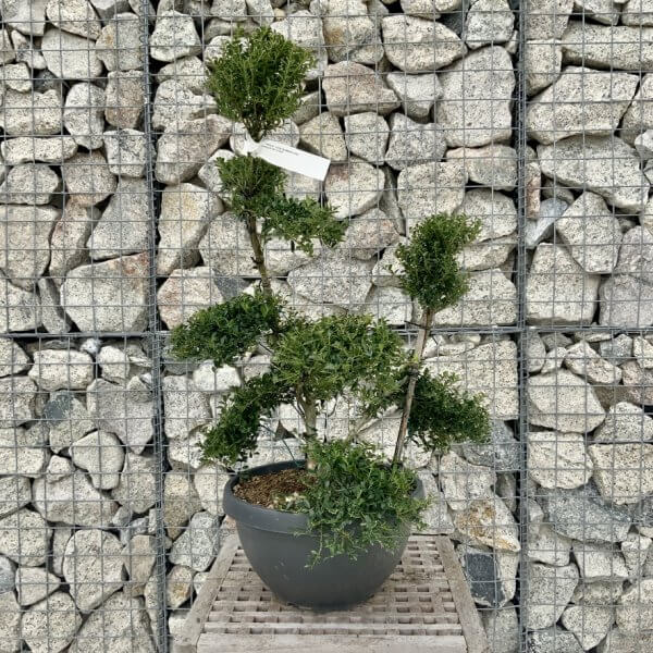 Ilex Crenata Kinme Cloud Tree H245 - B515678A A59C 469D A065 74800915D846 1 105 c