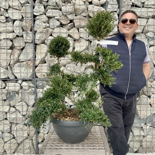 Ilex Crenata Kinme Cloud Tree H233 - B5748C81 DC3D 4D6F 901A 73C1F73919F5 scaled