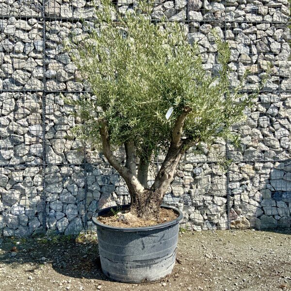 Gnarled Olive Tree Multi Stem Thick XL G483 - Image 2
