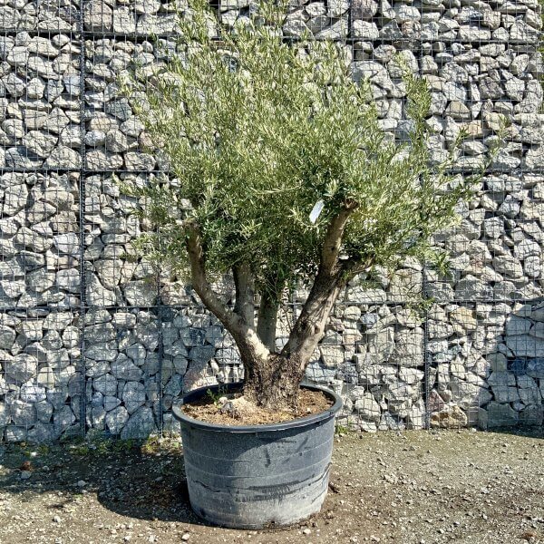 Gnarled Olive Tree Multi Stem Thick XL G483 - B5B6C8F6 6FB2 4740 AAE7 1D02F1BC6AA4 scaled