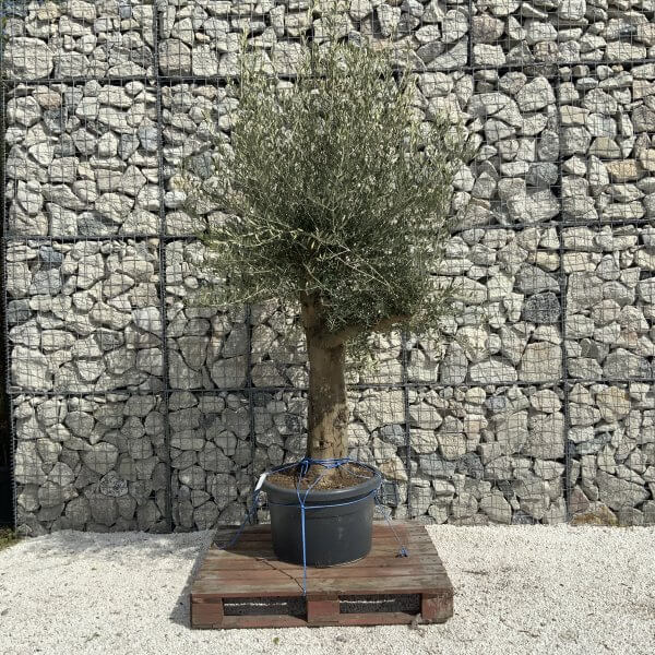 Olive Tree Super Tuscan Chunky Trunk (Individual) H494 - Image 2
