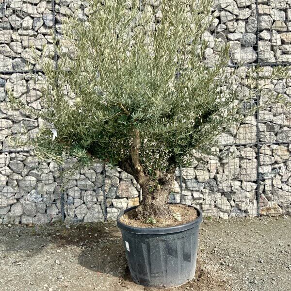 Gnarled Olive Tree Multi Stem Thick XL G334 - B5E74A50 6A98 4EAA 8DED DEFC10A8C9C9 scaled