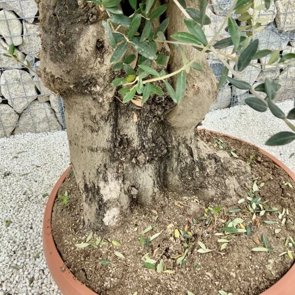 Olive Tree Gnarled XXL Natural Crown (In Patio Pot) H480 - Image 3