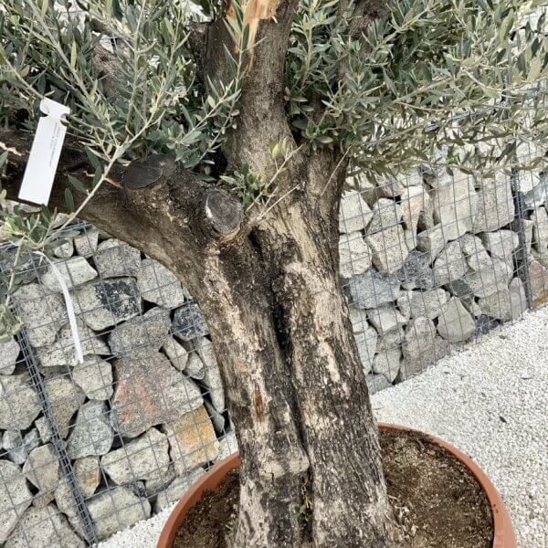 Olive Tree Gnarled XXL Natural Crown (In Patio Pot) H477 - B8852CC5 EEB1 45A4 ADAB A95E19EECA88 1 105 c