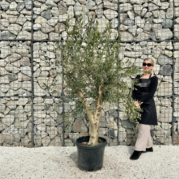 Tuscan Olive Tree V Stem 1.90 – 2.10 M (Olea) - B8B3EA02 11EB 4B74 83D3 82CAE9AAA6A0 scaled