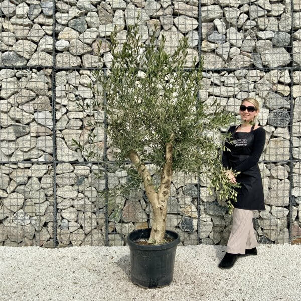 Tuscan Olive Tree V Stem 1.90 – 2.10 M (Olea)