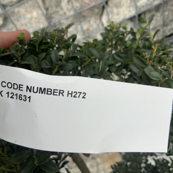 Ilex Crenata Kinme Cloud Tree H272 - B8D9BE7A 494C 4224 AB45 4F1A90B0DA76 scaled