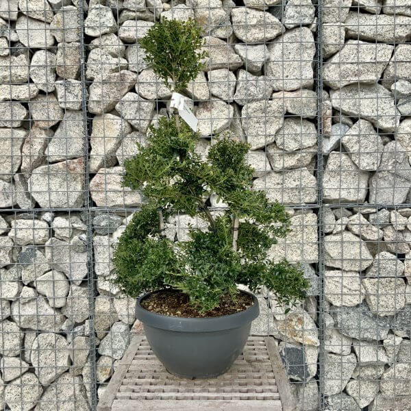 Ilex Crenata Kinme Cloud Tree H259 - B9D2229C F106 4AC1 97EC 8F9E1997C9B0 scaled