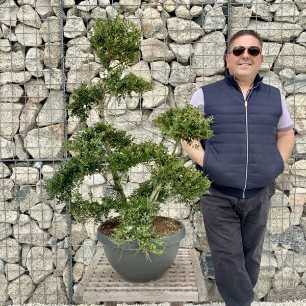 Ilex Crenata Kinme Cloud Tree H239 - BD9C1D4B 0B44 45C2 B6D4 B47F5641D625 1 105 c