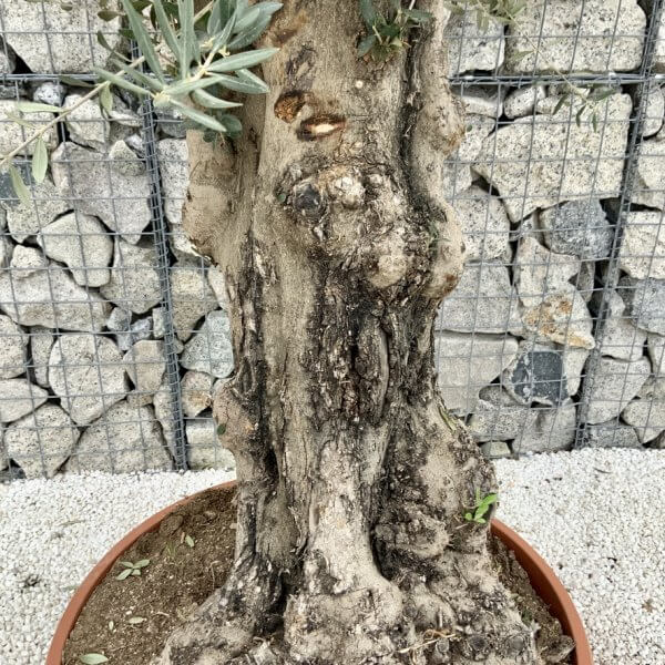 Olive Tree Gnarled XXL Natural Crown (In Patio Pot) H478 - BEE69C37 F13E 4DDF A848 77891C924BC7 1 105 c