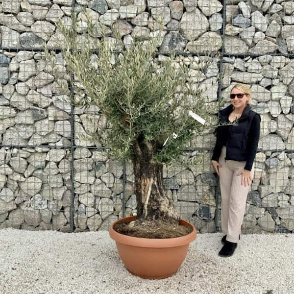 Olive Tree Gnarled XXL Natural Crown (In Patio Pot) H471 - C0B0E2A0 D7AC 4EE6 B5D6 26F711D1687B 1 105 c 1