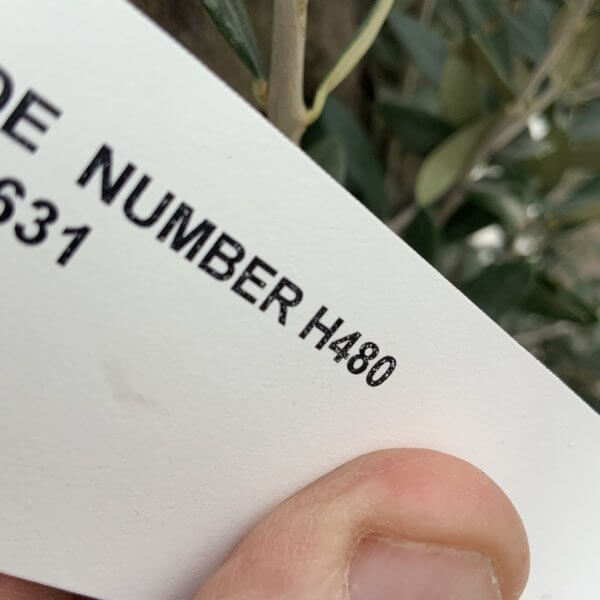 Olive Tree Gnarled XXL Natural Crown (In Patio Pot) H480 - Image 5