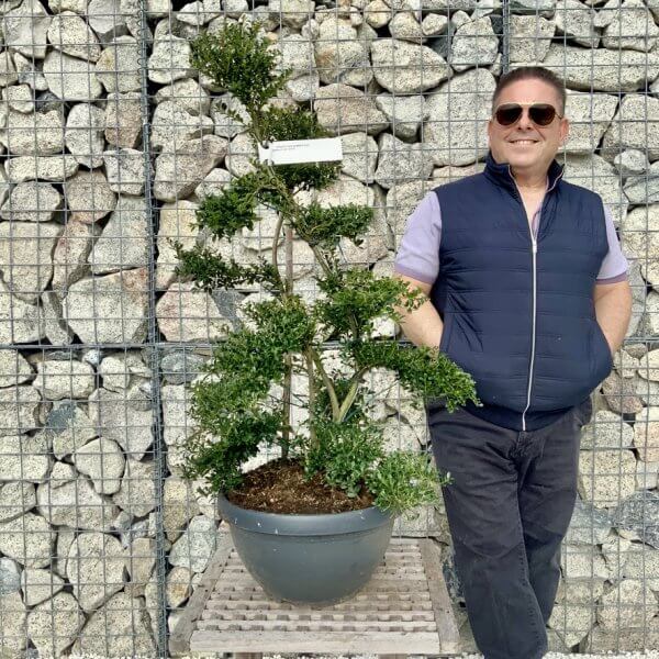 Ilex Crenata Kinme Cloud Tree H223 - C3E793D4 E2B7 4571 9F9A 9ADCCDA6B31C 1 105 c