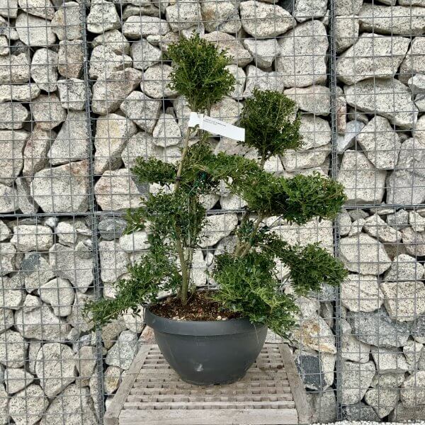 Ilex Crenata Kinme Cloud Tree H260 - C672AFAE 419F 4371 B8CE 4D15904A90D8 scaled