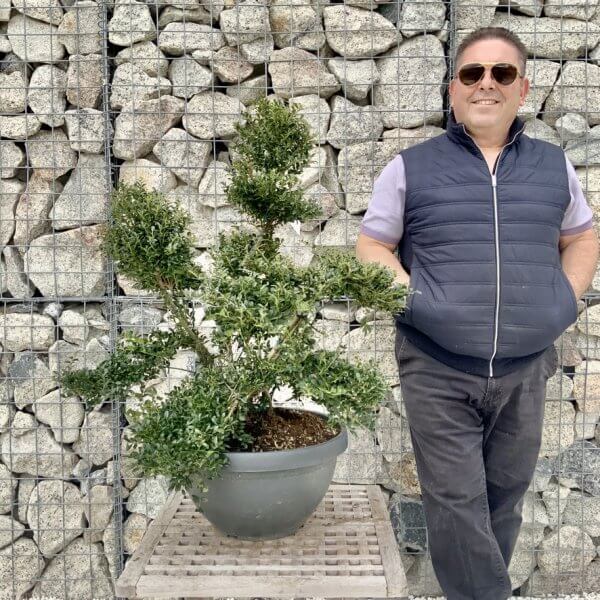 Ilex Crenata Kinme Cloud Tree H249 - CC680F38 94F4 432C 94AB BE847D94A816 1 105 c