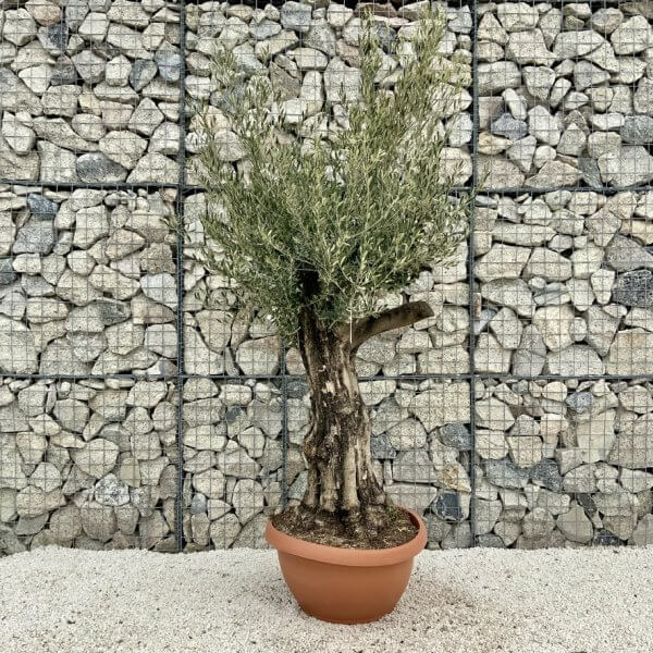 Olive Tree Gnarled XXL Natural Crown (In Patio Pot) H470 - CE5474AB A85A 4B8F A1E8 523763DBA7FB 1 105 c