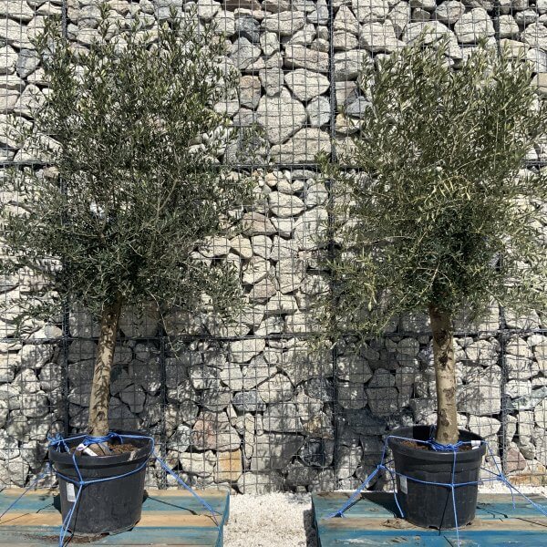 Tuscan Olive Tree Pair XXL H489 (Olea G) - CE762673 C9AE 4DA9 9B50 885F0B09CB04 scaled