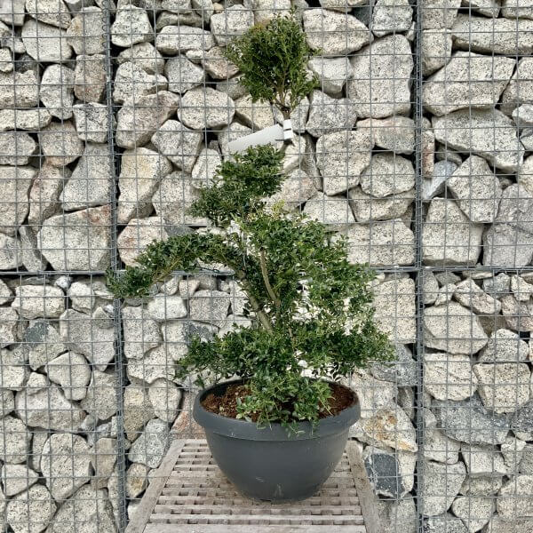 Ilex Crenata Kinme Cloud Tree H273 - D0B34F40 1A7D 4FC9 A87B 8AB20B5D74F8 scaled