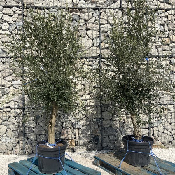 Tuscan Olive Tree Pair XXL H490 (Olea H) - D0E0A613 7BF5 4716 B978 C3D98AAC485C scaled