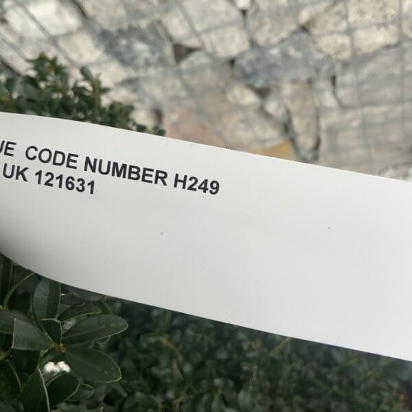 Ilex Crenata Kinme Cloud Tree H249 - D0F64900 EE40 42DD 8581 3B603523A1F9 1 105 c