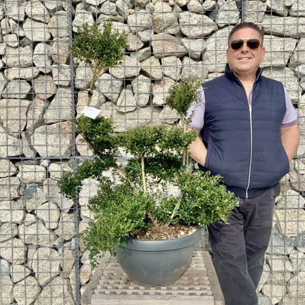 Ilex Crenata Kinme Cloud Tree H225 - D304A43E BB1A 4468 9801 6272CBBD4310 1 105 c