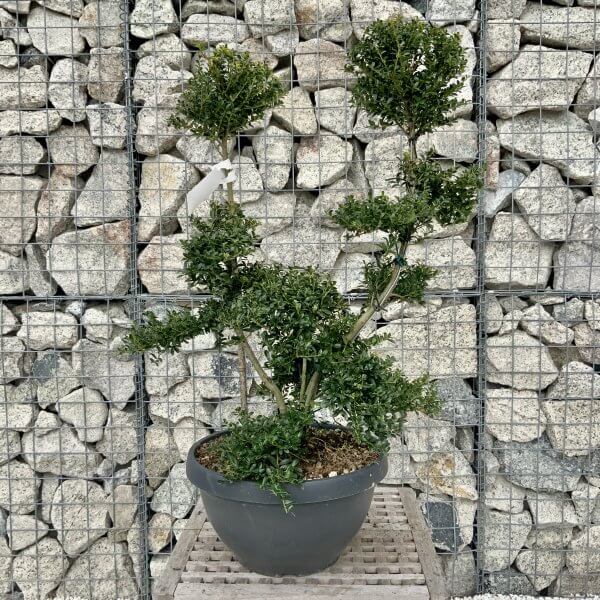 Ilex Crenata Kinme Cloud Tree H231 - D47648A6 9BFC 44D6 91FE BD883EF1362F scaled