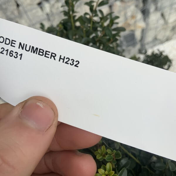 Ilex Crenata Kinme Cloud Tree H232 - Image 4