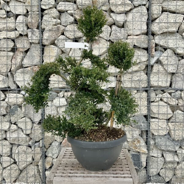 Ilex Crenata Kinme Cloud Tree H241 - D5489F15 32E3 4C28 9CFB 0EA29EC5AA7F 1 105 c