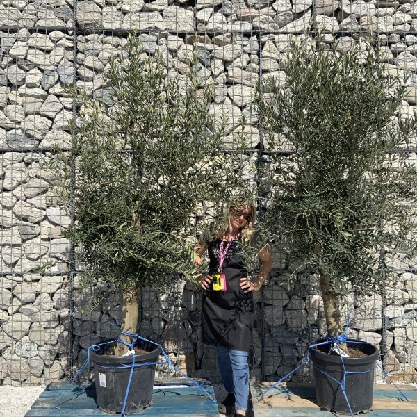 Tuscan Olive Tree Pair XXL H487 (Olea E) - D744718D CCCC 4273 9576 4EFD96C9D7F2 scaled