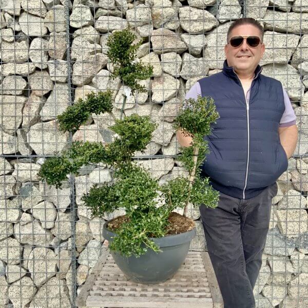 Ilex Crenata Kinme Cloud Tree H224 - D7E4D77F 3D5D 4279 A53C 926E5EB356A2 1 105 c