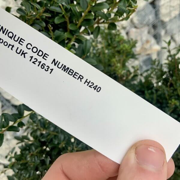 Ilex Crenata Kinme Cloud Tree H240 - D84A9387 1EB5 465E 8E12 94386BE05125 1 105 c