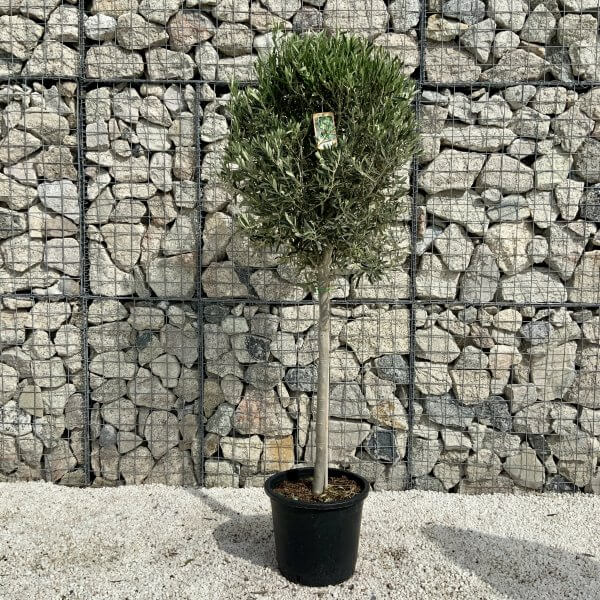 Tuscan Olive Tree (Spanish Compact Crown) 1.75 - 1.90 M - D9B0C3E5 4F93 47FE 8AC4 C238E4FBCBD2 scaled