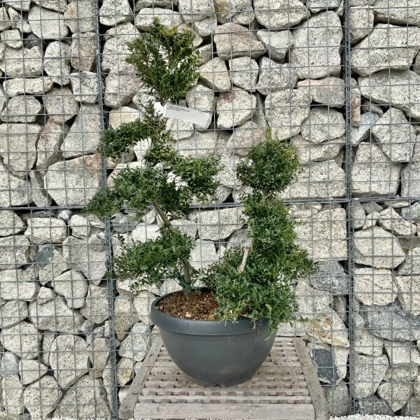 Ilex Crenata Kinme Cloud Tree H229 - DB6E71D3 3EAB 4B1B A2E5 20FC01EF7E2F scaled