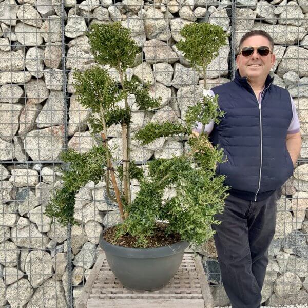 Ilex Crenata Kinme Cloud Tree H242 - DDE206A7 0CE6 46DD 966E DCE1BFFEAD23 1 105 c