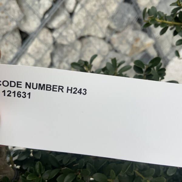 Ilex Crenata Kinme Cloud Tree H243 - DFBD59C9 411D 498F B1EE A85FAE0E1315 1 105 c