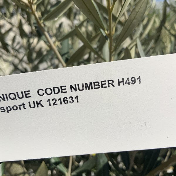 Tuscan Olive Tree Pair XXL H491 (Olea I) - E100D948 A0E5 4B69 A93D 331FF4A7FFBC scaled