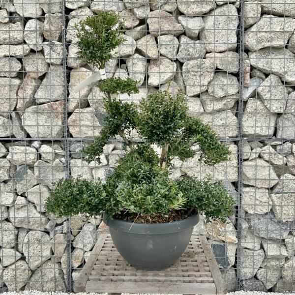 Ilex Crenata Kinme Cloud Tree H247 - E263A7DD 6FCE 4812 8EB9 506BF8EDC9C1 1 105 c