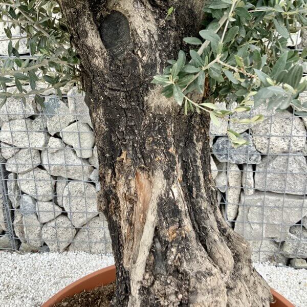 Olive Tree Gnarled XXL Natural Crown (In Patio Pot) H471 - E2BF5480 96CC 457D 96B7 DBFFCDDFE450 1 105 c