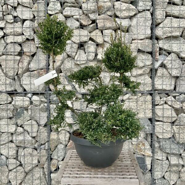 Ilex Crenata Kinme Cloud Tree H264 - E301FD78 085F 44E9 BC26 EADBC394DB83 scaled