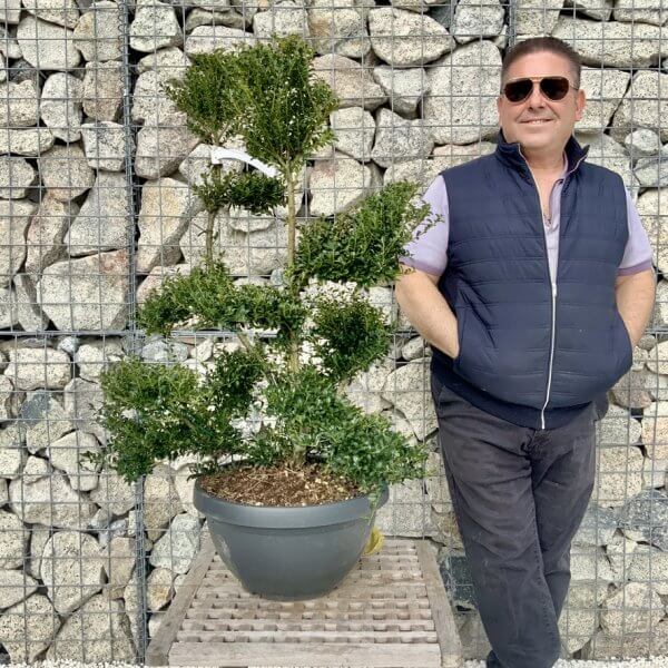 Ilex Crenata Kinme Cloud Tree H250 - E3208D97 CE8A 4BE3 AF5C 52558E73F71B 1 105 c