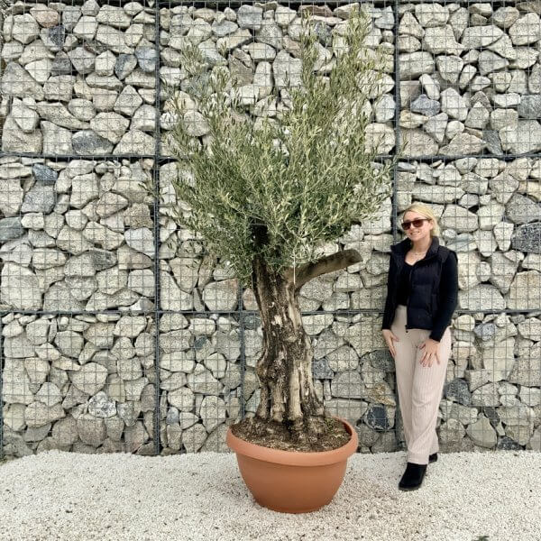 Olive Tree Gnarled XXL Natural Crown (In Patio Pot) H470 - E59C2B0B BC24 4B58 B1D0 CE7A4F1B34DD 1 105 c