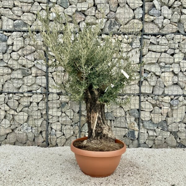 Olive Tree Gnarled XXL Natural Crown (In Patio Pot) H471 - E5DDED61 EEC9 40FB 9B8A FE8D64A6D78E 1 105 c
