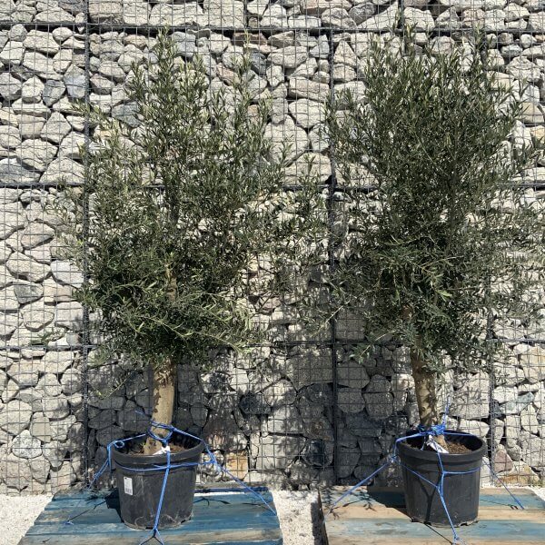 Tuscan Olive Tree Pair XXL H487 (Olea E) - E5E0514B BB3C 491C 941B F667497B0DA6 scaled