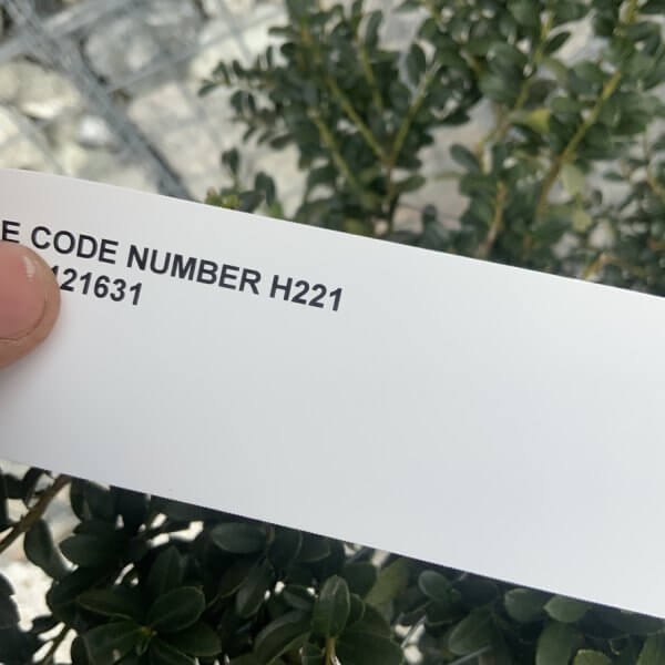 Ilex Crenata Kinme Cloud Tree H221 - ED1AA7D7 BDE3 4BCD A777 7228ADB7867F 1 105 c