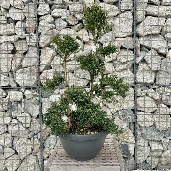 Ilex Crenata Kinme Cloud Tree H232 - Image 2