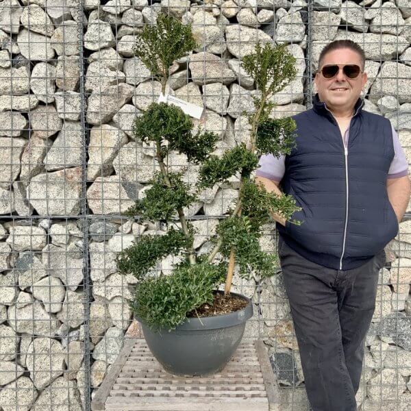 Ilex Crenata Kinme Cloud Tree H222 - F09A886B 41DC 4C7A 9DC1 C74F1B8E4DC4 1 105 c