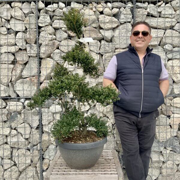 Ilex Crenata Kinme Cloud Tree H262