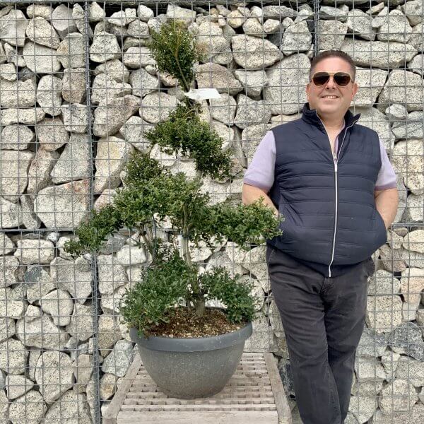 Ilex Crenata Kinme Cloud Tree H262 - F2F63E98 4C79 4901 8682 D680E3C385B4 scaled